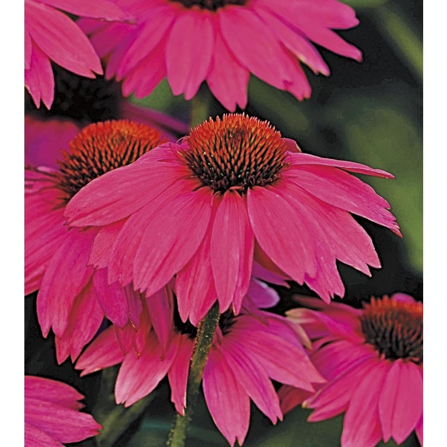 Shop 1-Quart Powwow Wild Berry Coneflower (L22171) at Lowes.com