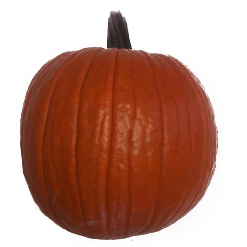 Fresh Orange Medium Carving Pumpkin at