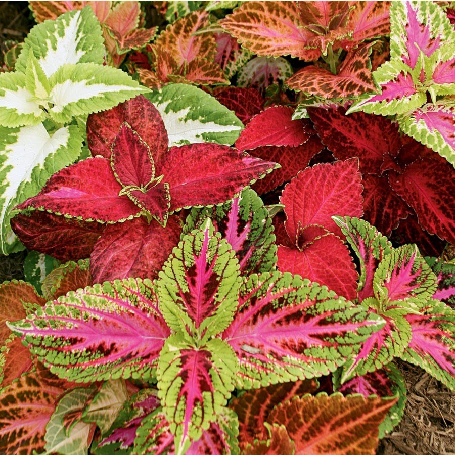 6Pack Purple Coleus in Tray (L2567) at