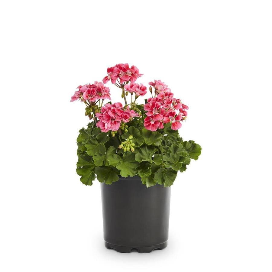 2.5-Quart Multicolor Geranium in Pot (L5450) at Lowes.com