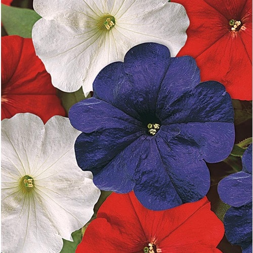 1.5-Gallon Multicolor Red, White and Blue Petunia in ...