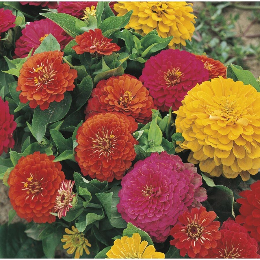 1.64-Pint Multicolor Zinnia in Pot (L6859) at Lowes.com