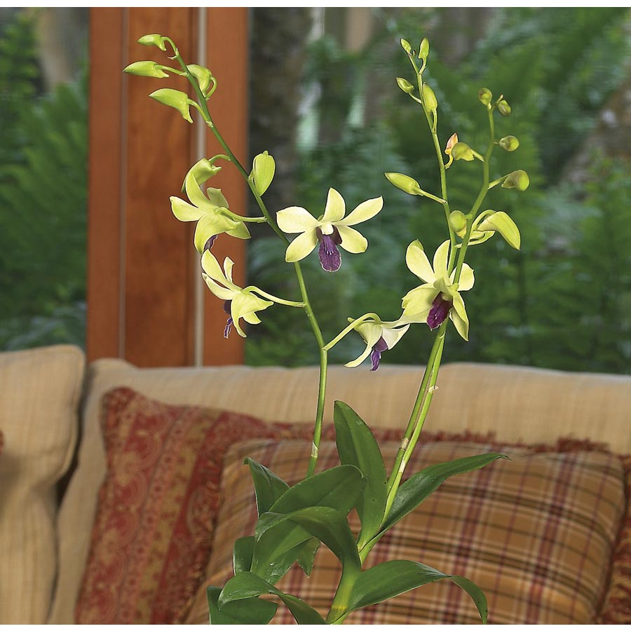 Shop 5in Dendrobium Orchid in Pot (L20934hp) at