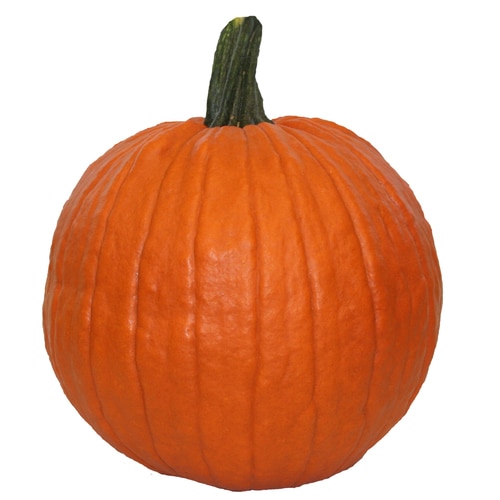 Orange Medium Carving Pumpkin In The Pumpkins & Gourds Department At