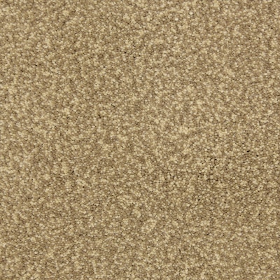 Stainmaster Petprotect Entranced Sandbar Carpet Sample At Stainmaster Petprotect Entranced Sandbar Carpet Sample At