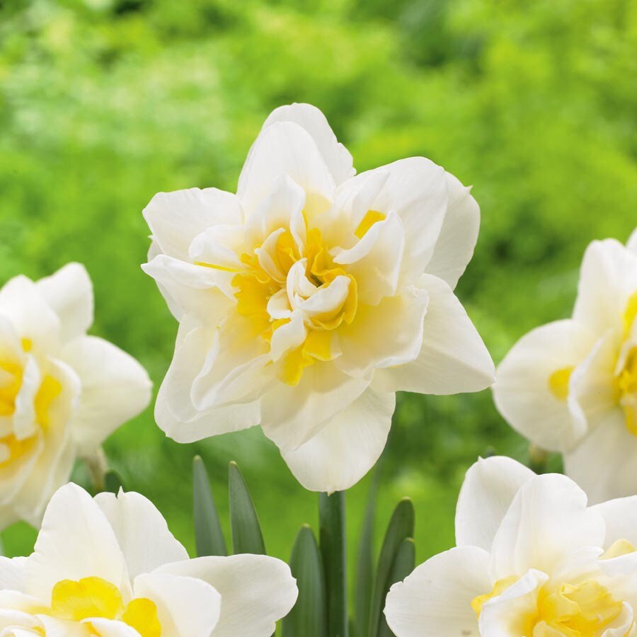  30100033E White Lion Daffodil Bulbs (Lb21944)