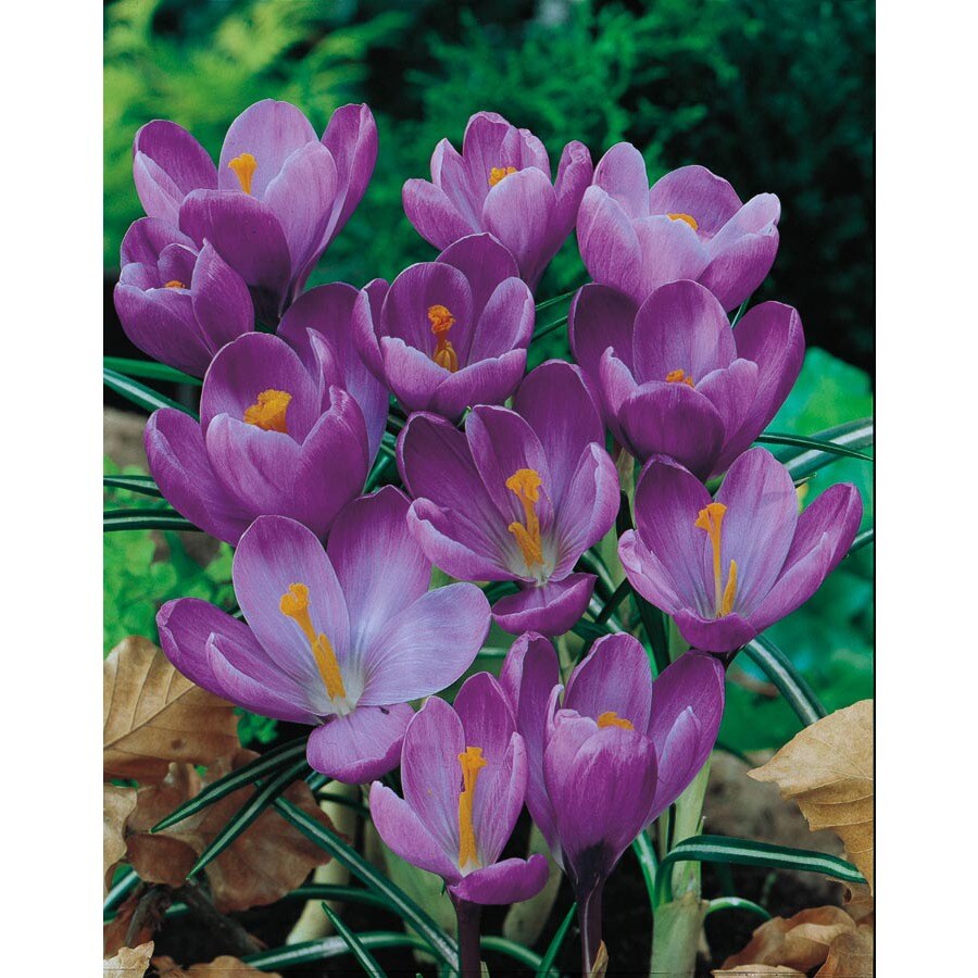 30100040E Purple Remembrance Crocus Bulbs (LB20124)