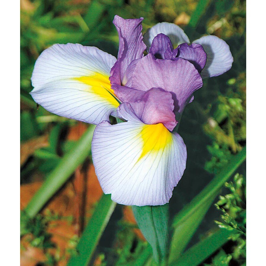 Bicolor Gipsy Beauty Dutch Iris at