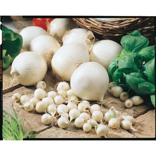 100Pack White Ebenezer Onion Plant (LB21813) at