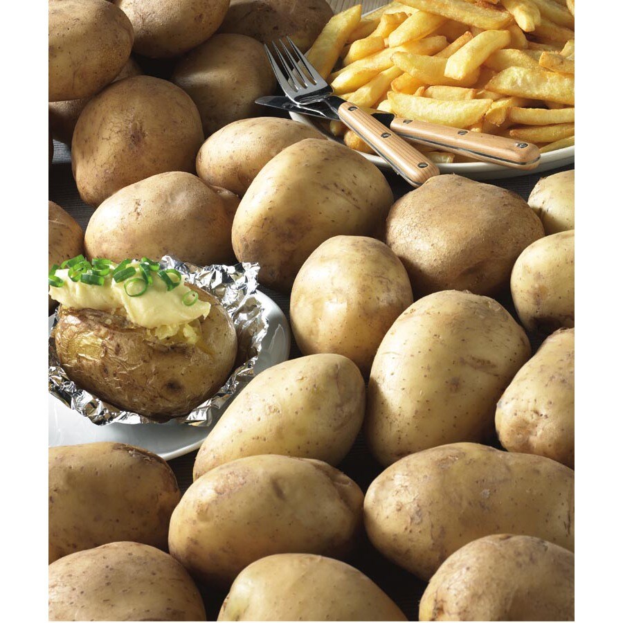  30200067E Kennebec Potato Plant
