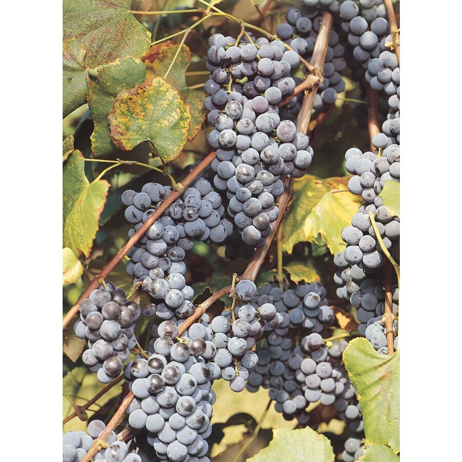  30200075E Concord Grape Plant