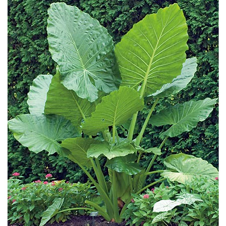 gund elephant ears hang low