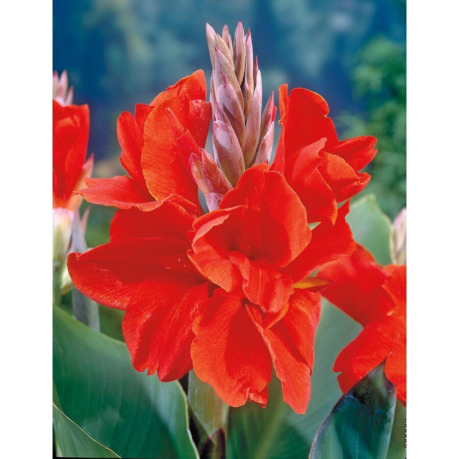  30200038E Red President Canna Lily