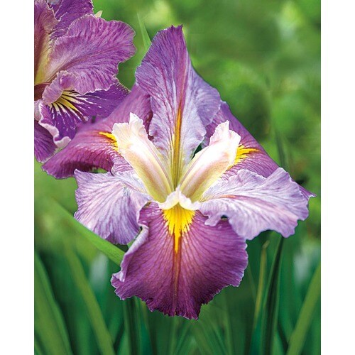 2-Pack Cajun Capers Louisiana Iris (LB22119) in the Perennials ...