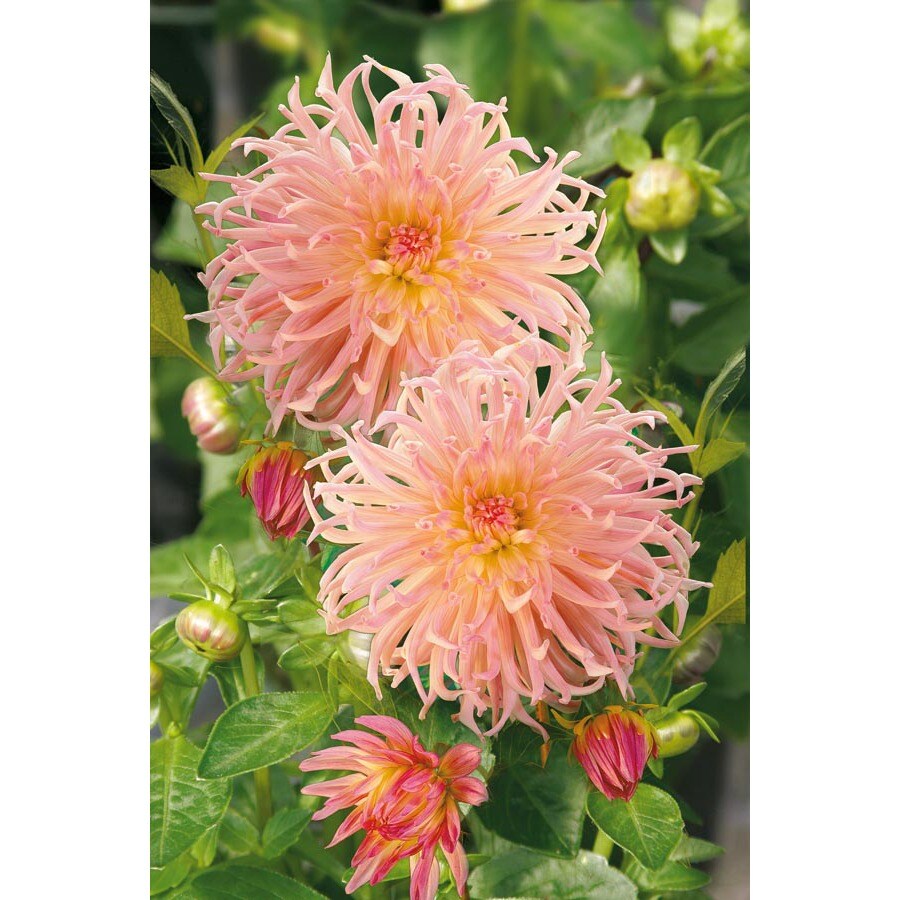  30200054E Pink Star Surprise Dahlia