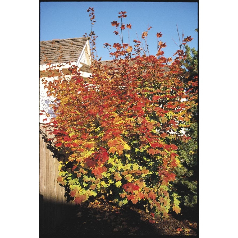 Insignificant Feature Tree Vine Maple in the Trees department at Lowes.com
