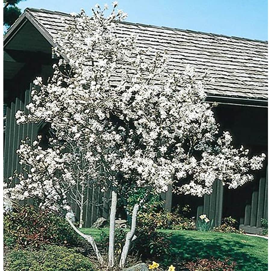  NURSERY 