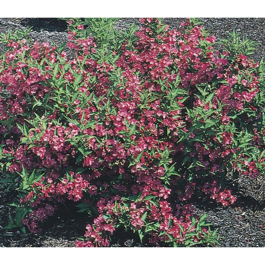 Pink Weigela Flowering Shrub in Pot (With Soil) (L1019) at