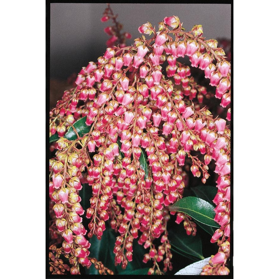  NURSERY Red Valley Valentine Pieris Flowering Shrub In Pot (With Soil)