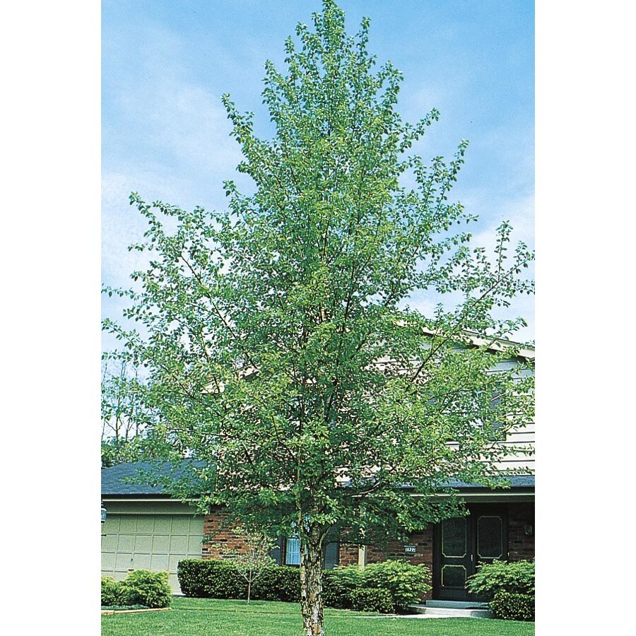 3 25 Gallon River Birch Feature Tree L1154 At Lowes 3 25 Gallon River Birch Feature Tree L1154
