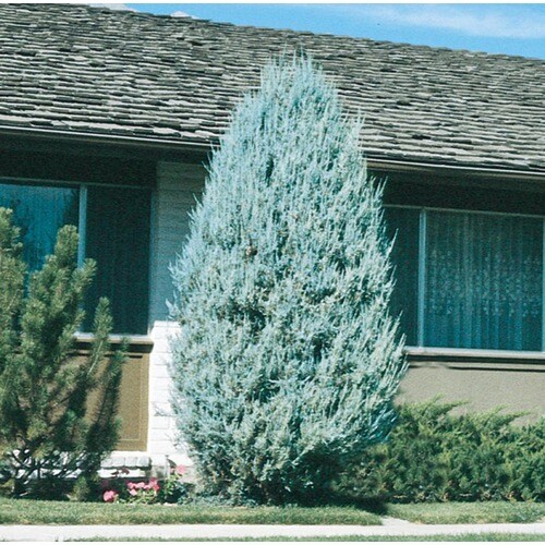 Moonglow Juniper Accent Shrub in Pot (With Soil) (L5506) at Lowes.com