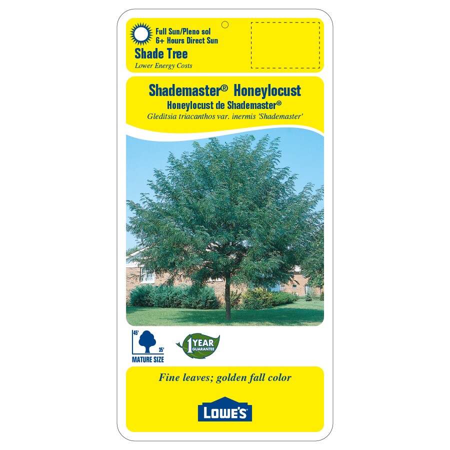 5.5-Gallon Shademaster Honeylocust Shade Tree in Pot (L1043) in the ...