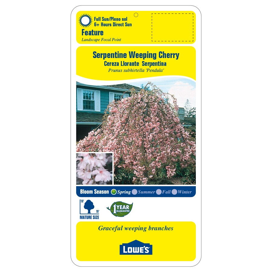 8.75-Gallon Pink Serpentine Weeping Cherry Feature Tree in Pot (L6111 ...