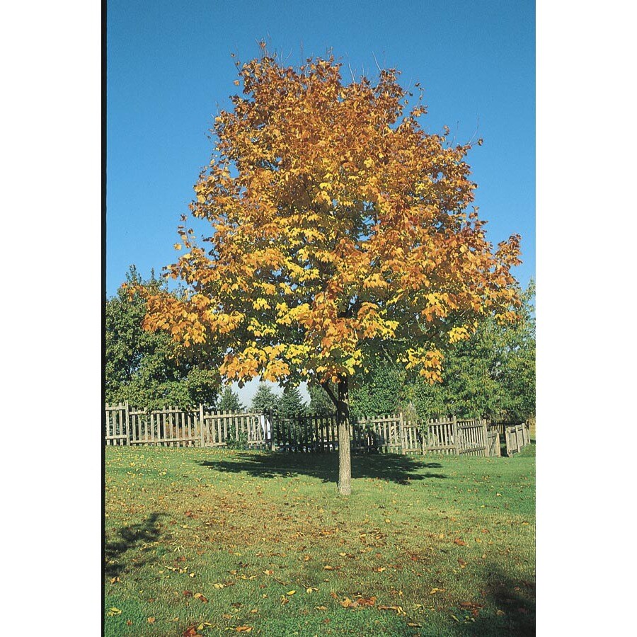  NURSERY Insignificant Shade Tree Green Mountain Sugar Maple