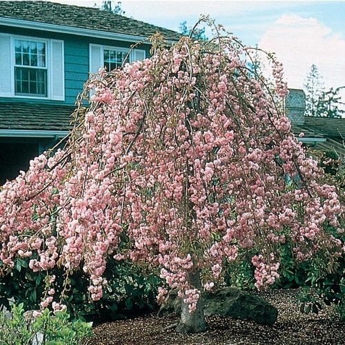 10.25-Gallon Serpentine Weeping Cherry Feature Tree (L6111) at Lowes.com