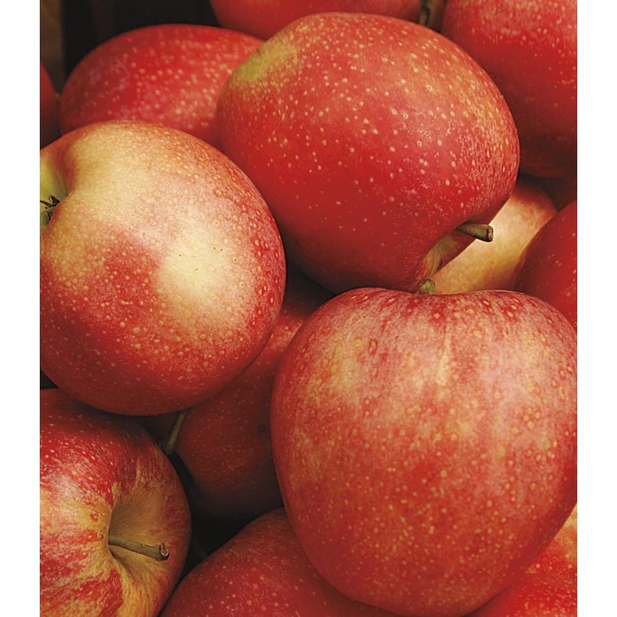 3-58-gallon-honeycrisp-semi-dwarf-apple-tree-lft001-at-lowes