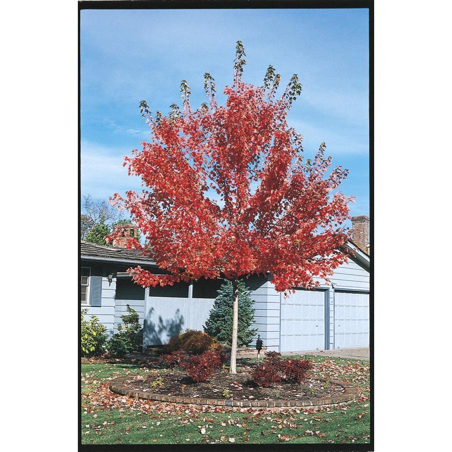 Insignificant Shade Tree Pacific Sunset Maple in the Trees department ...