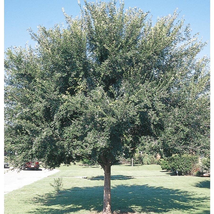 12.68-Gallon Triumph Elm Shade Tree in Pot (With Soil) (L2092) at Lowes.com