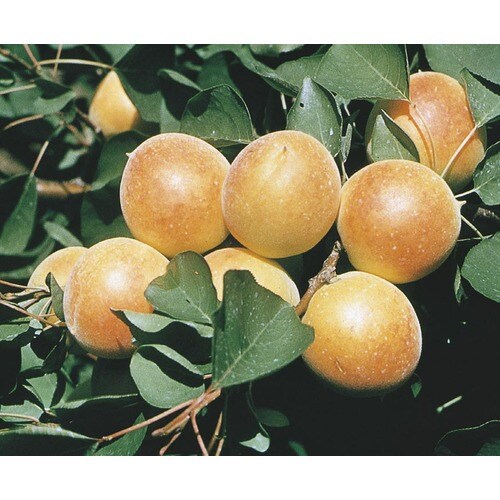 3.25-Gallon Chinese Semi-Dwarf Apricot Tree (L4539) at ...