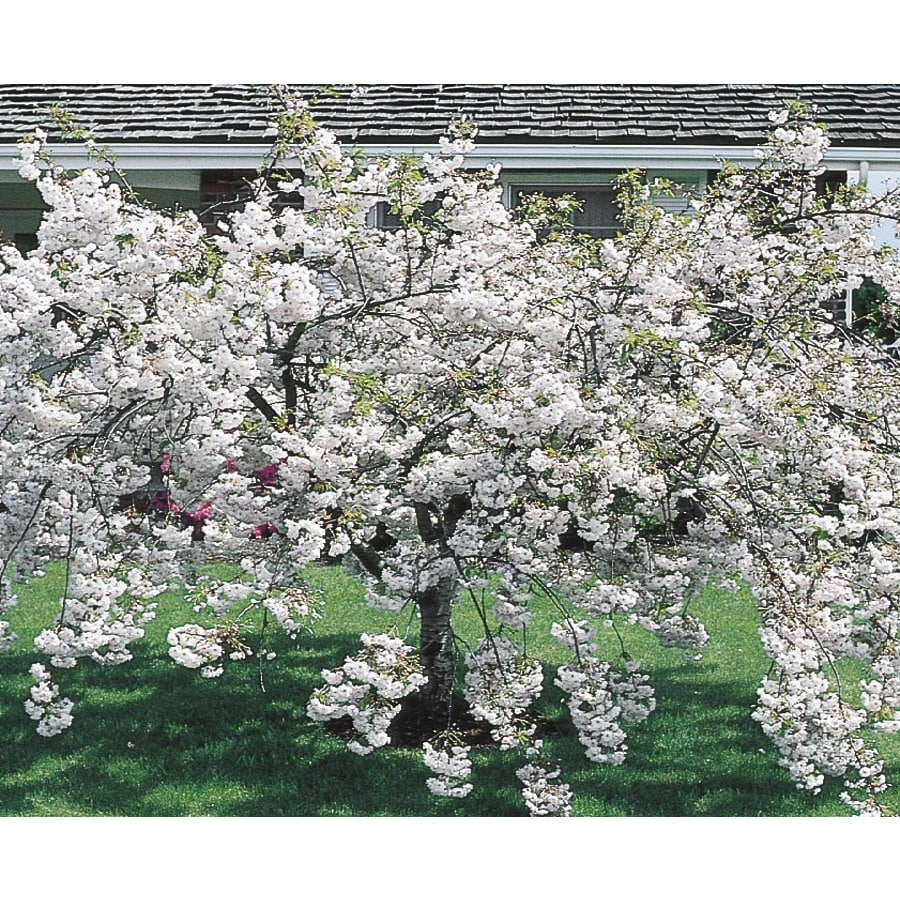 12 68 Gallon White Snow Goose Cherry Flowering Tree In Pot With