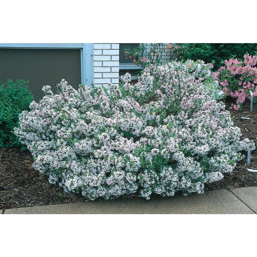 NURSERY Pink Carol Mackie Burkwood Daphne Flowering Shrub In Pot (With Soil)