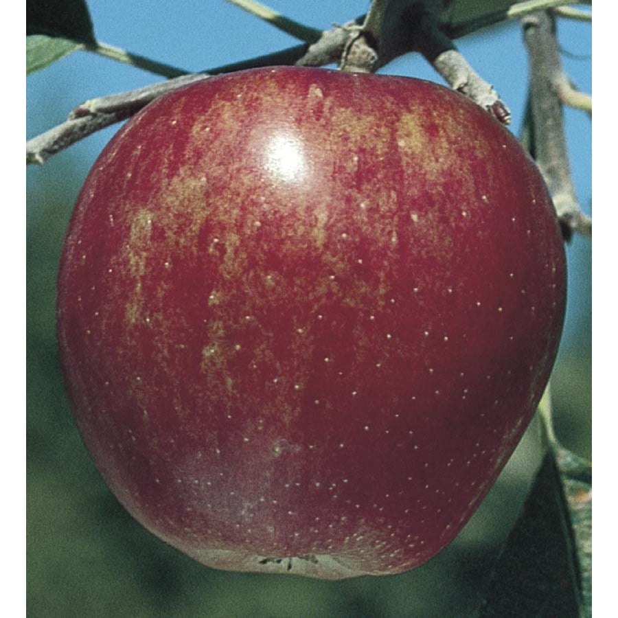 3.58-Gallon Winesap Semi-Dwarf Apple Tree (L4518) at Lowes.com