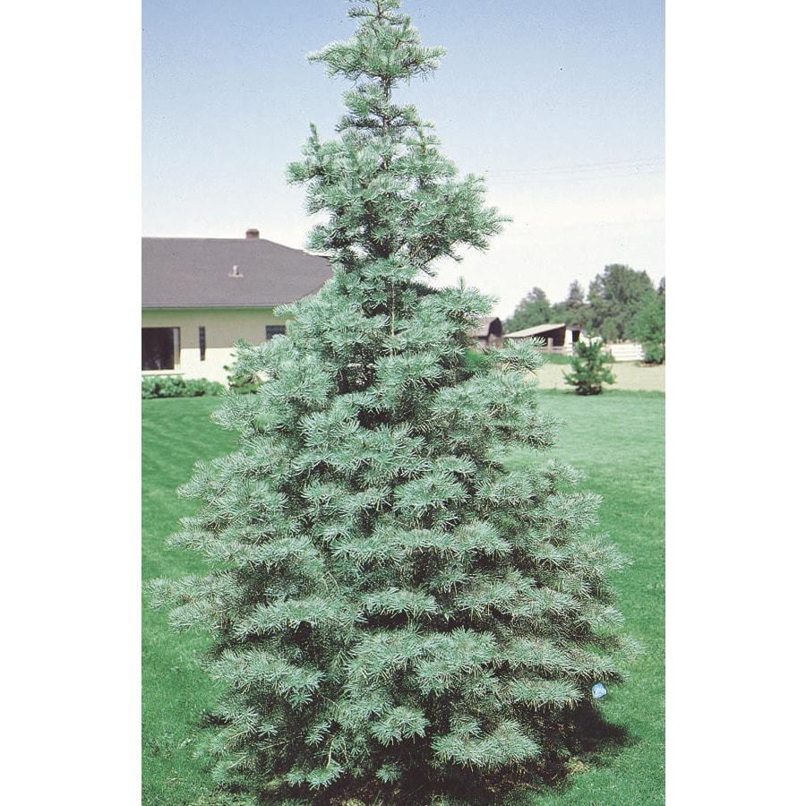 6-Gallon White Fir Feature Tree (L4161) at Lowes.com