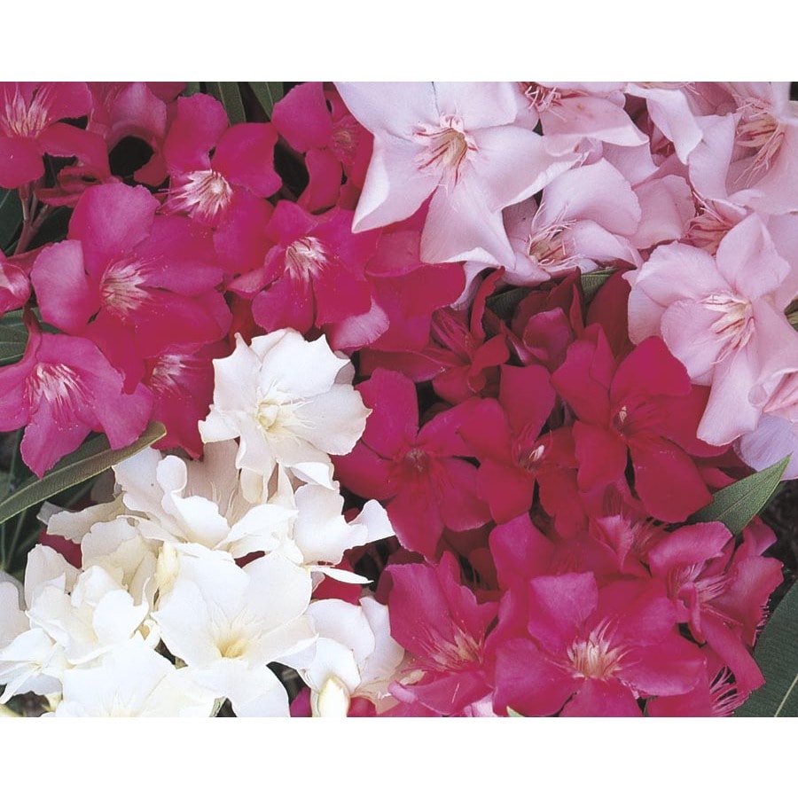 Mixed Oleander Flowering Shrub in Pot (With Soil) (L0056) at