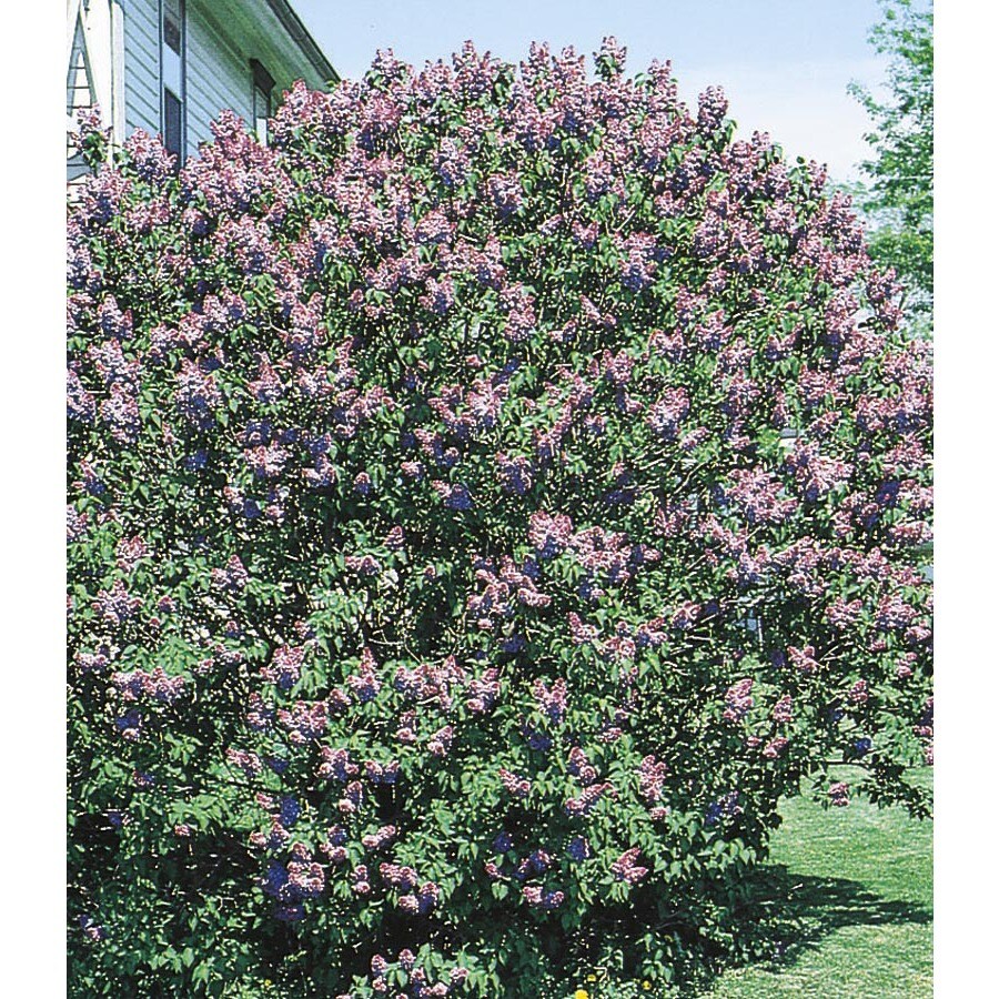 Purple Old Fashioned Purple Lilac Flowering Shrub in Pot
