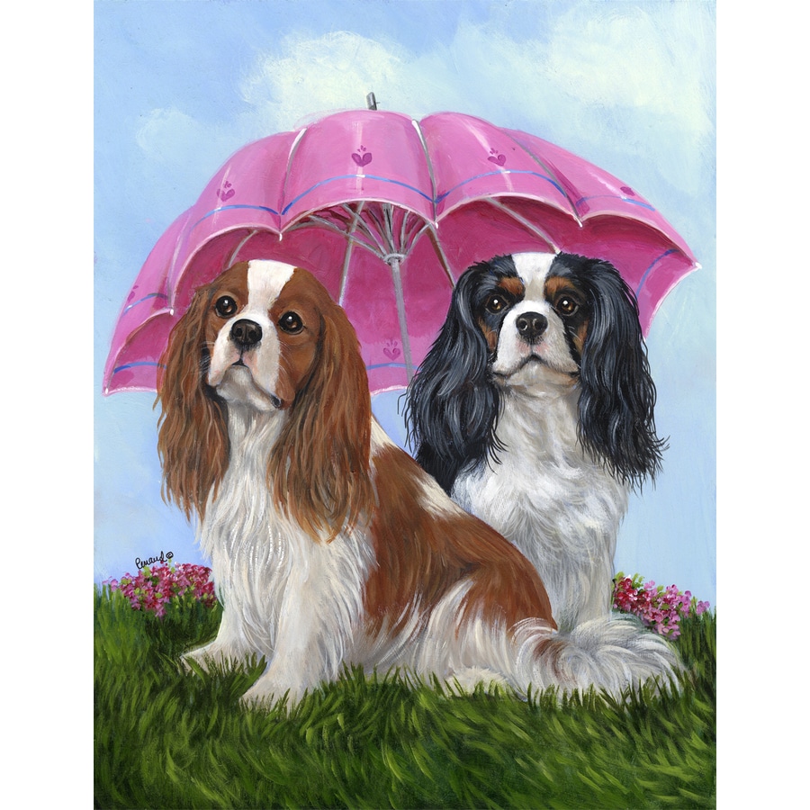 cavalier spring charles spaniel