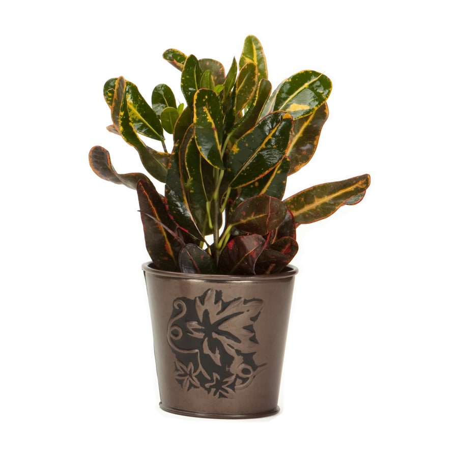 Exotic Angel Plants 4in Croton (L20932hp) at