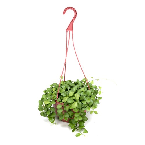 Exotic Angel Plants Hoya Sulwasee in 1.45 Quart Hanging Basket at