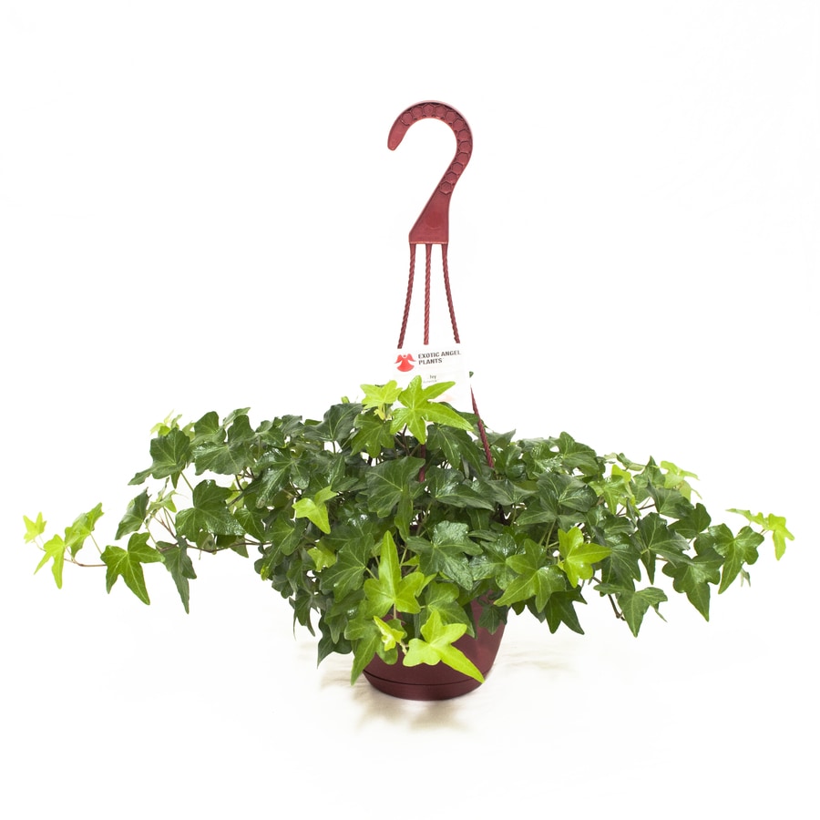 Exotic Angel Plants Ivy Green in 1.45 Quart Hanging Basket at