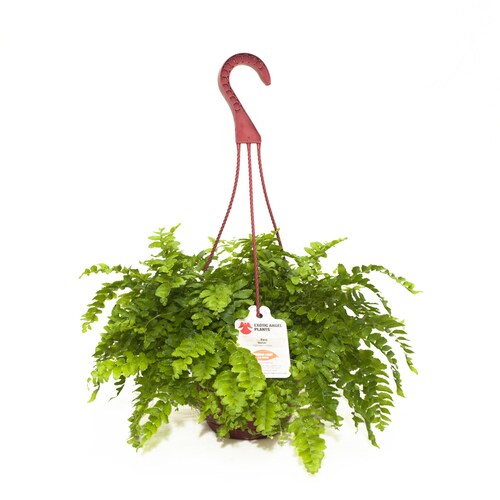Exotic Angel Plants Fern Delilah in 1.45 Quart Hanging