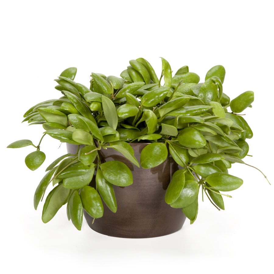 Exotic Angel Plants Hoya Sulwasee in 1.45 Quart Metal Tabletop Planter ...