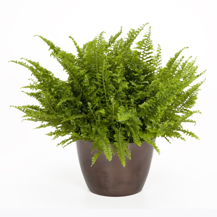 Exotic Angel Plants Fern in 1.45 Quart Metal Tabletop Planter in the ...