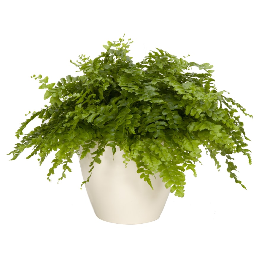 Exotic Angel Plants Fern Delilah in 1.45 Quart Ceramic Tabletop Planter ...