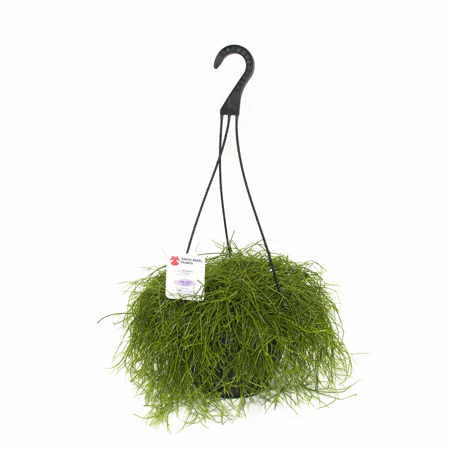 Exotic Angel Plants Rhipsalis Trailing in 3.0 Quart Hanging Basket at