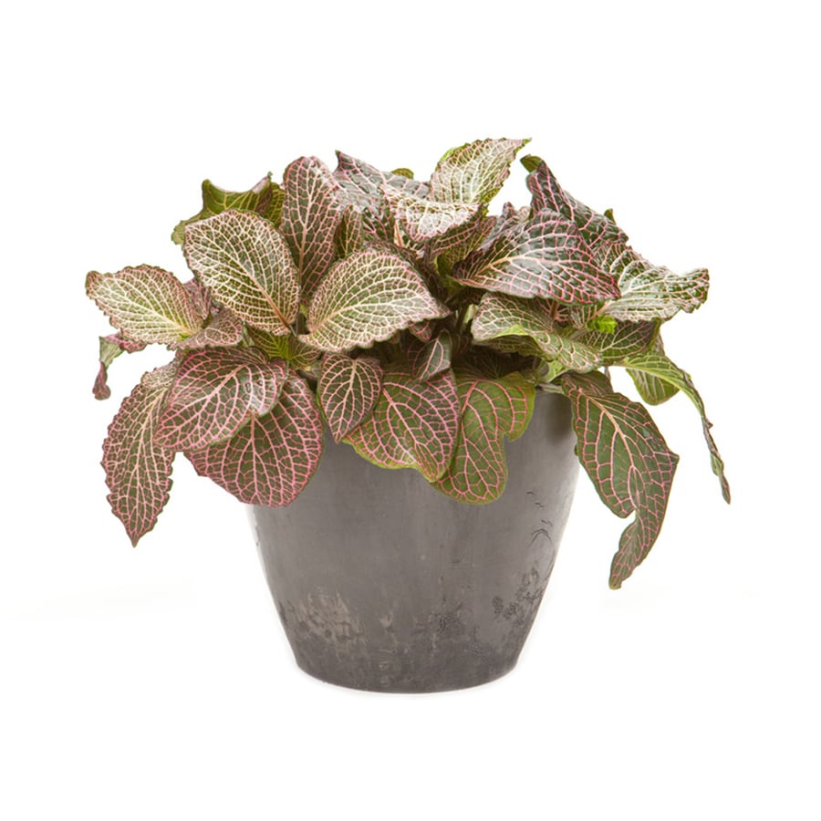 Exotic Angel Plants 6in Fittonia (L9405hp) at