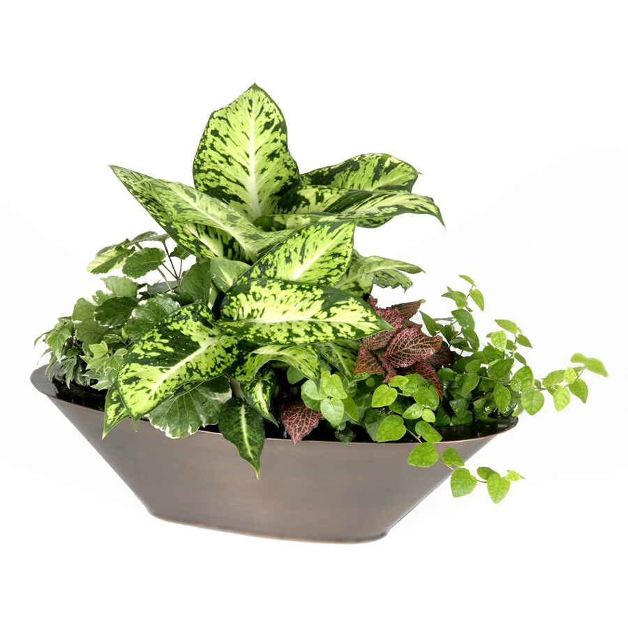 Exotic Angel Plants Euro Garden in 2.88 Quart Metal